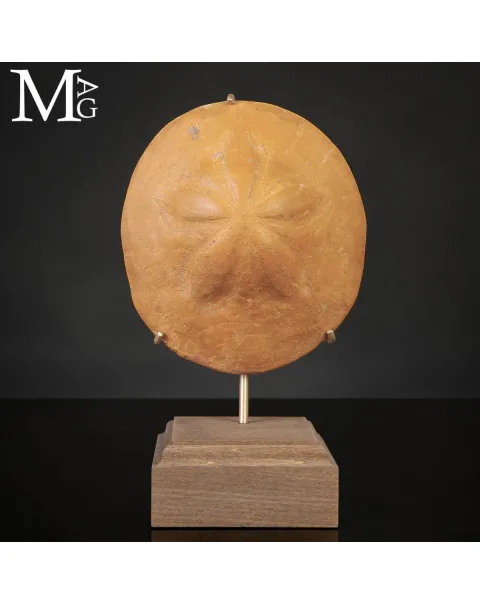 Clypeaster Fossile su Base in Legno e Ottone –  Marocco