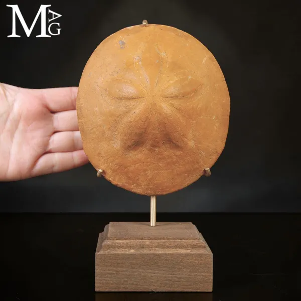 Clypeaster Fossile su Base in Legno e Ottone –  Marocco