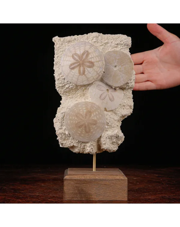 Echinoidi Fossili del Miocene.