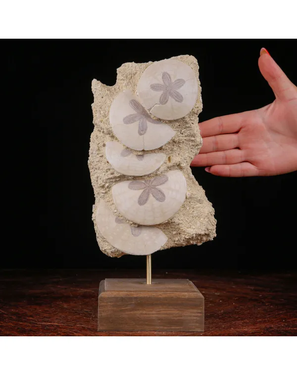 Echinoidi Fossile del Miocene.