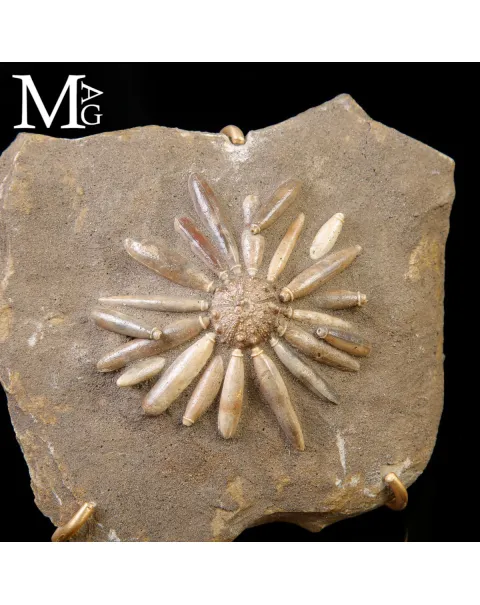 Asterocidaris bistriata – Echinoide Fossile del Giurassico – Spagna