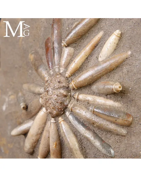 Asterocidaris bistriata – Echinoide Fossile del Giurassico – Spagna