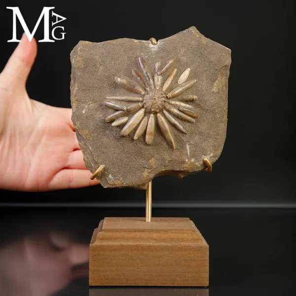 Asterocidaris bistriata – Echinoide Fossile del Giurassico – Spagna