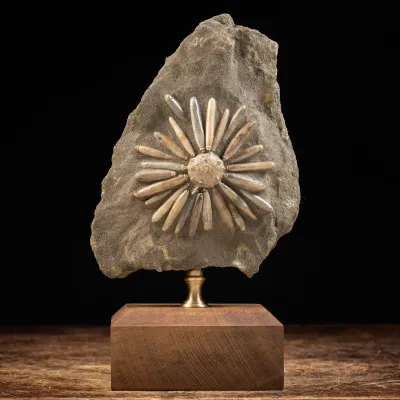 Asterocidaris Bistriata: Eleganza Preistorica.