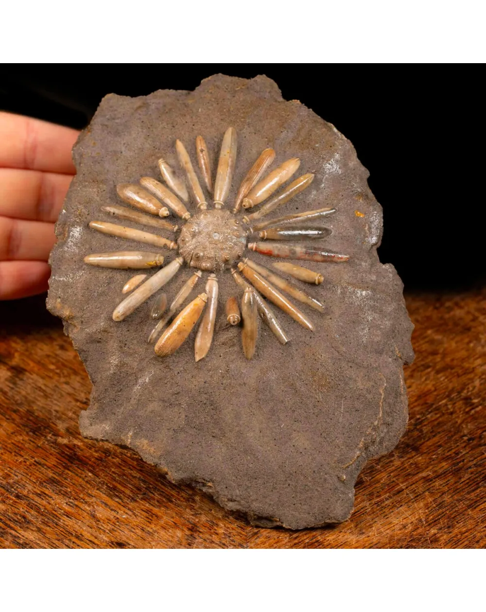 Asterocidaris Bistriata