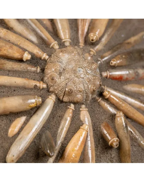 Asterocidaris Bistriata