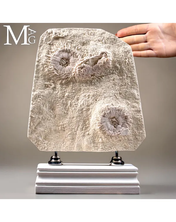 Lastra con Echinoidi Fossili su Matrice Calcarea �...