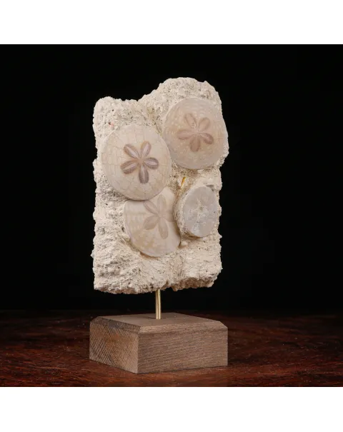 Sand Dollar Eleganza Fossile.