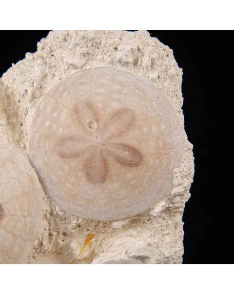 Sand Dollar Eleganza Fossile.