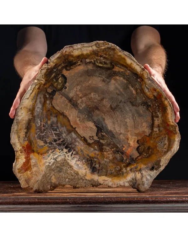 Lastra Legno Fossile