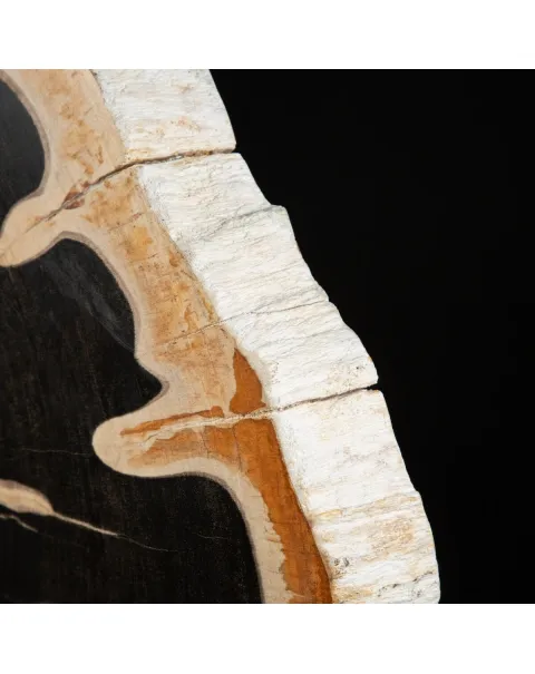 Lastra di Palma Fossile