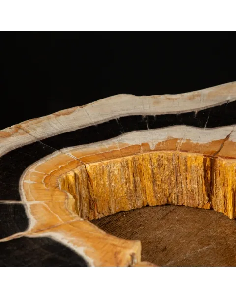 Lastra di Palma Fossile