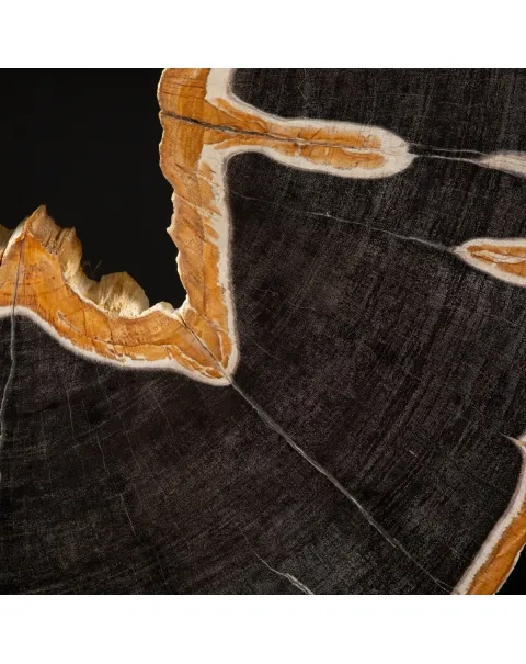 Lastra di Palma Fossile