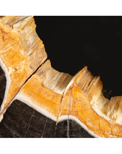 Lastra di Palma Fossile
