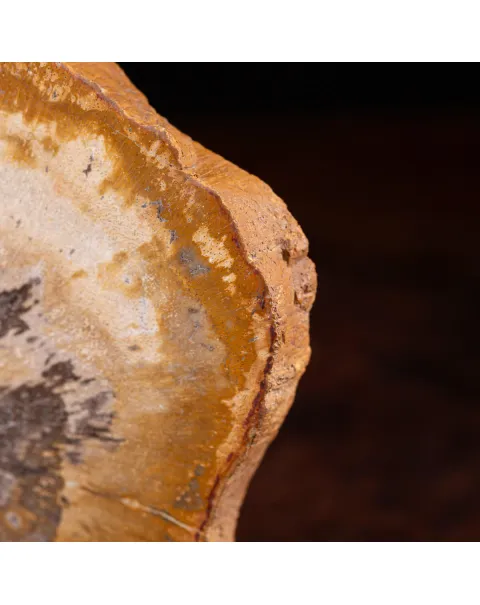 Legno di palma fossile Palmoxylon