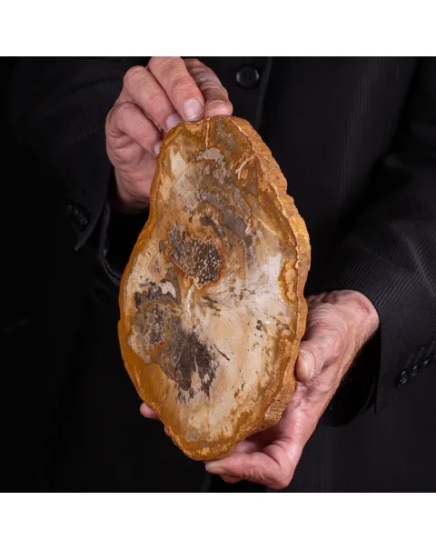 Legno di palma fossile Palmoxylon