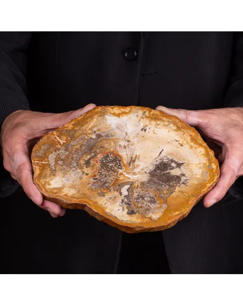 Legno di palma fossile Palmoxylon