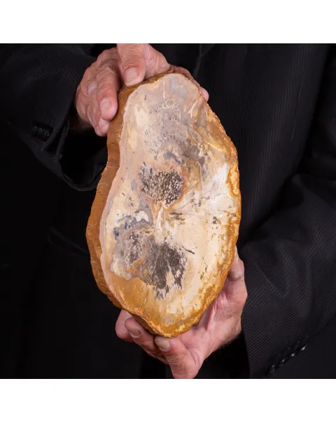 Legno di palma fossile Palmoxylon