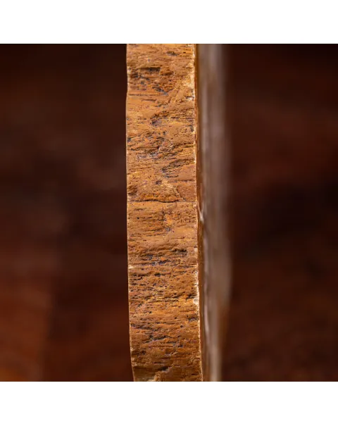 Legno di palma fossile Palmoxylon
