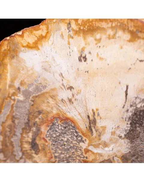 Legno di palma fossile Palmoxylon