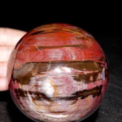 Sfere e Ovali in Legno Fossile (20)