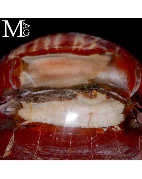 Sfera in Legno Fossile – Madagascar