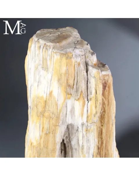 Grande tronco fossile dall’Indonesia su base.