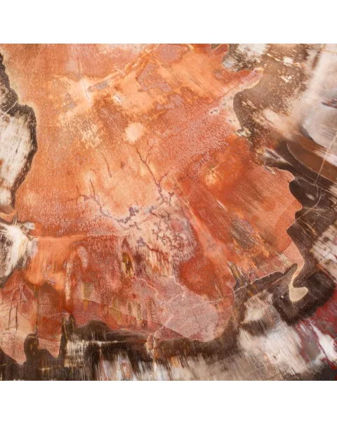 Sezione di Tronco Fossile del Madagascar.