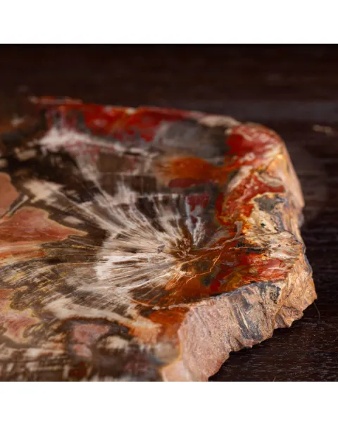 Sezione di Tronco Fossile del Madagascar.