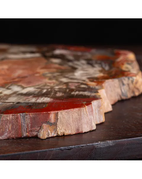 Sezione di Tronco Fossile del Madagascar.