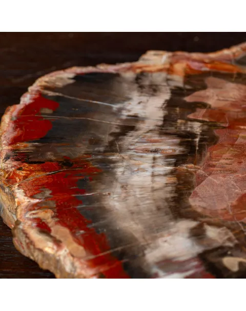 Sezione di Tronco Fossile del Madagascar.