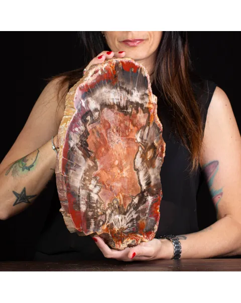 Sezione di Tronco Fossile del Madagascar.