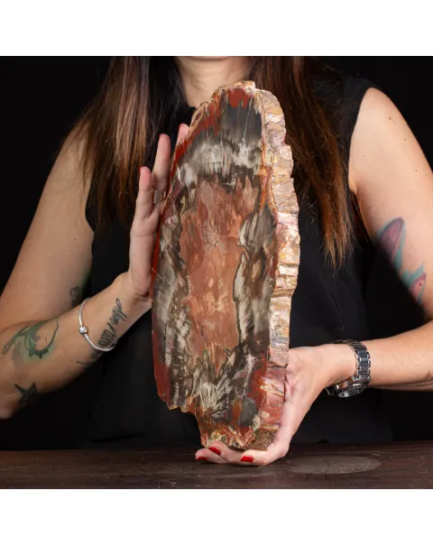 Sezione di Tronco Fossile del Madagascar.
