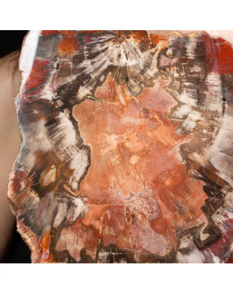 Sezione di Tronco Fossile del Madagascar.