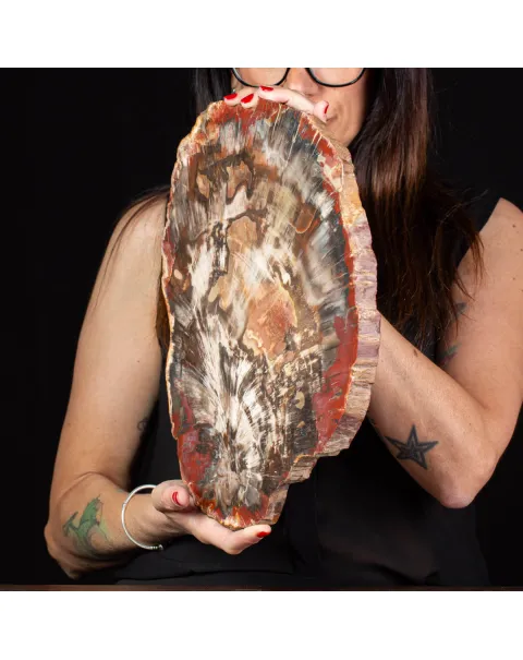 Sezione di Legno Fossile del Triassico.