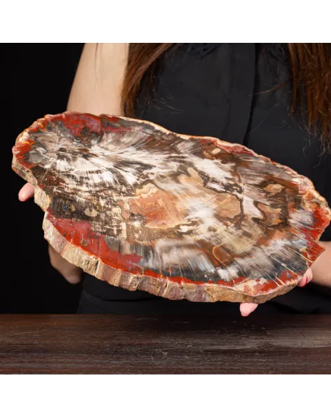 Sezione di Legno Fossile del Triassico.