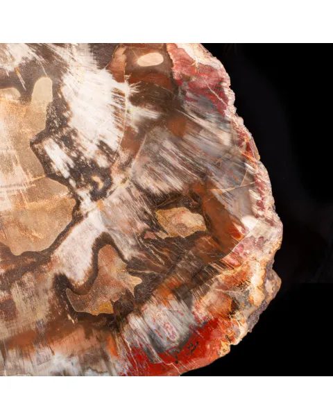 Sezione di Legno Fossile del Triassico.