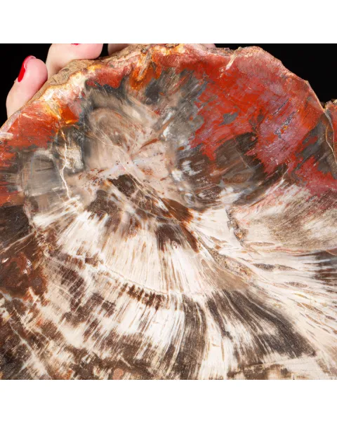 Sezione di Legno Fossile del Triassico.
