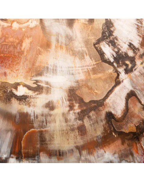 Sezione di Legno Fossile del Triassico.
