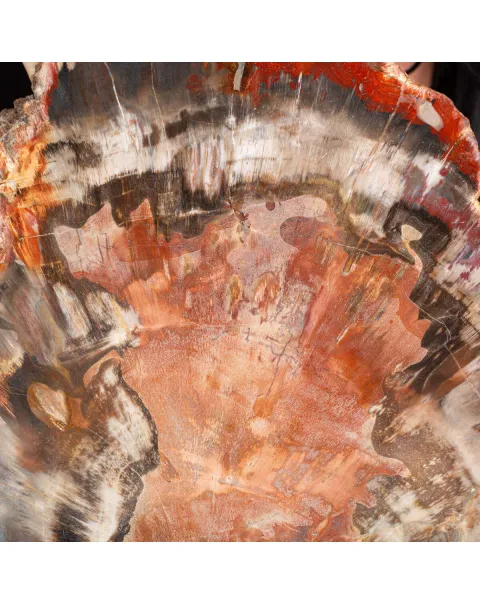 Un’Opera d’Arte Naturale: Legno Fossile.