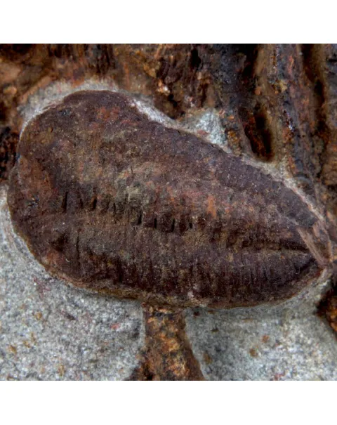 Scyphocrinites Lobolite con Trilobiti