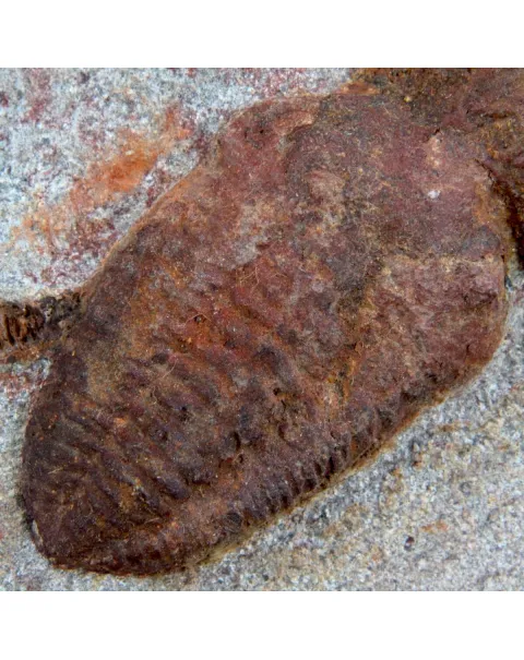 Scyphocrinites Lobolite con Trilobiti