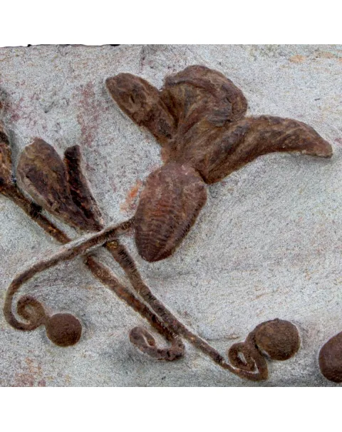Scyphocrinites Lobolite con Trilobiti