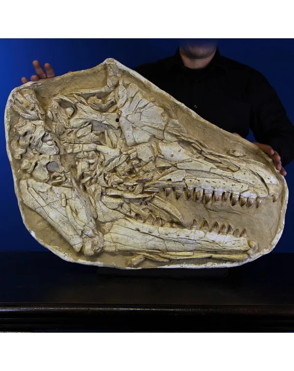 Cranio Fossile Mosasaurus