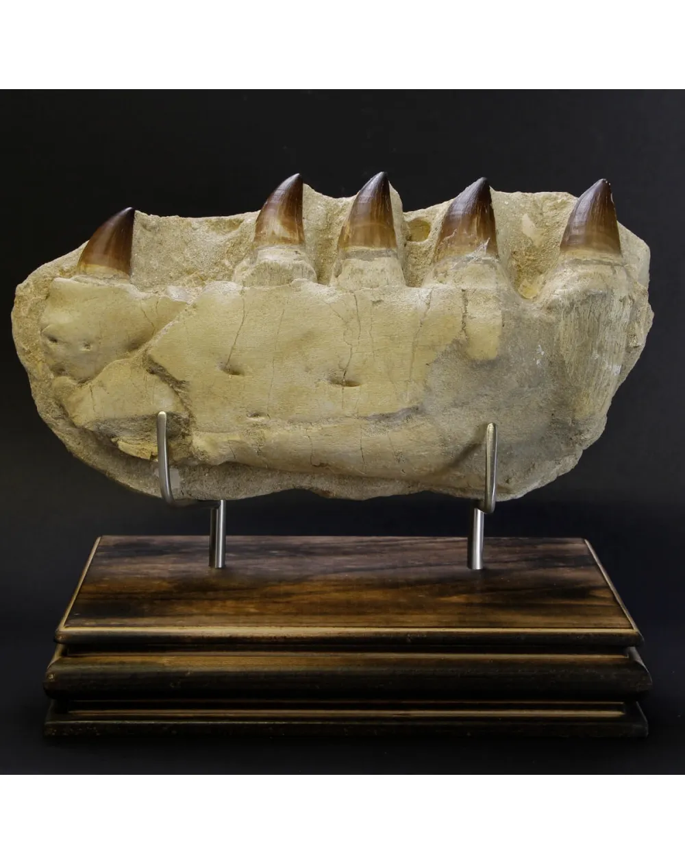 Mascella Mosasaurus su piedistallo