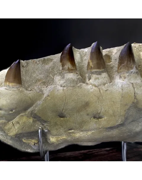 Mascella Mosasaurus su piedistallo