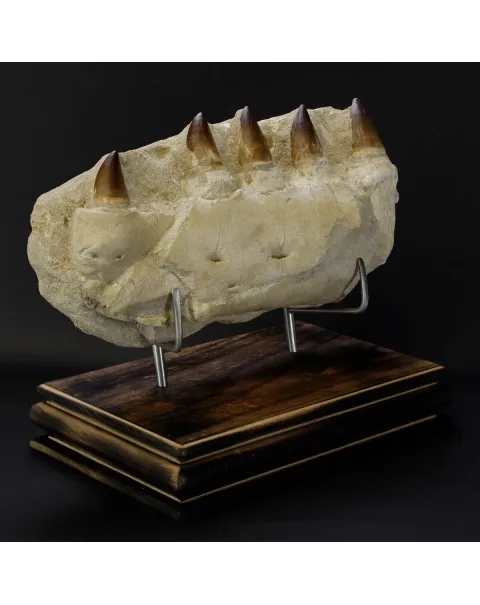 Mascella Mosasaurus su piedistallo