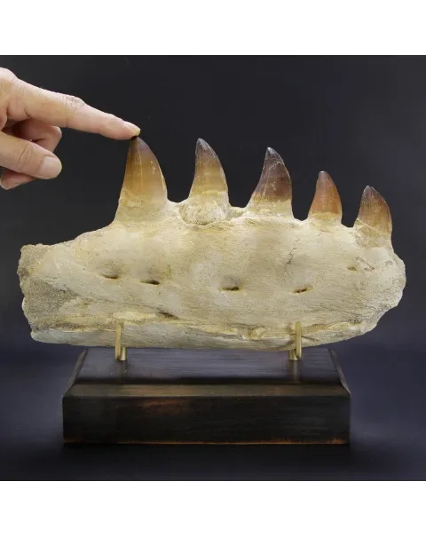 Mascella Mosasaurus su piedistallo