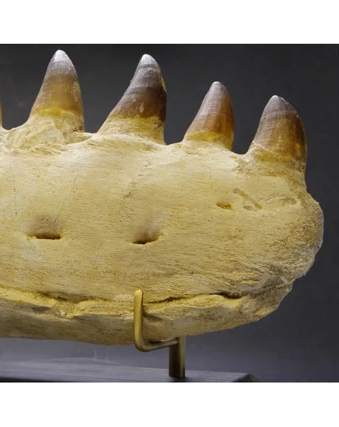 Mascella Mosasaurus su piedistallo