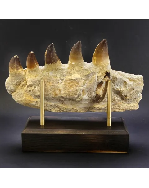 Mascella Mosasaurus su piedistallo